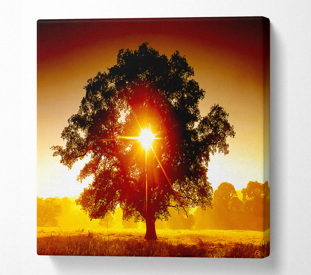  A Canvas Print of Sun Through The Tree Canvas Print