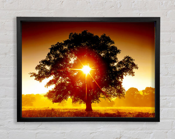 Sun Through The Tree Framed Print
