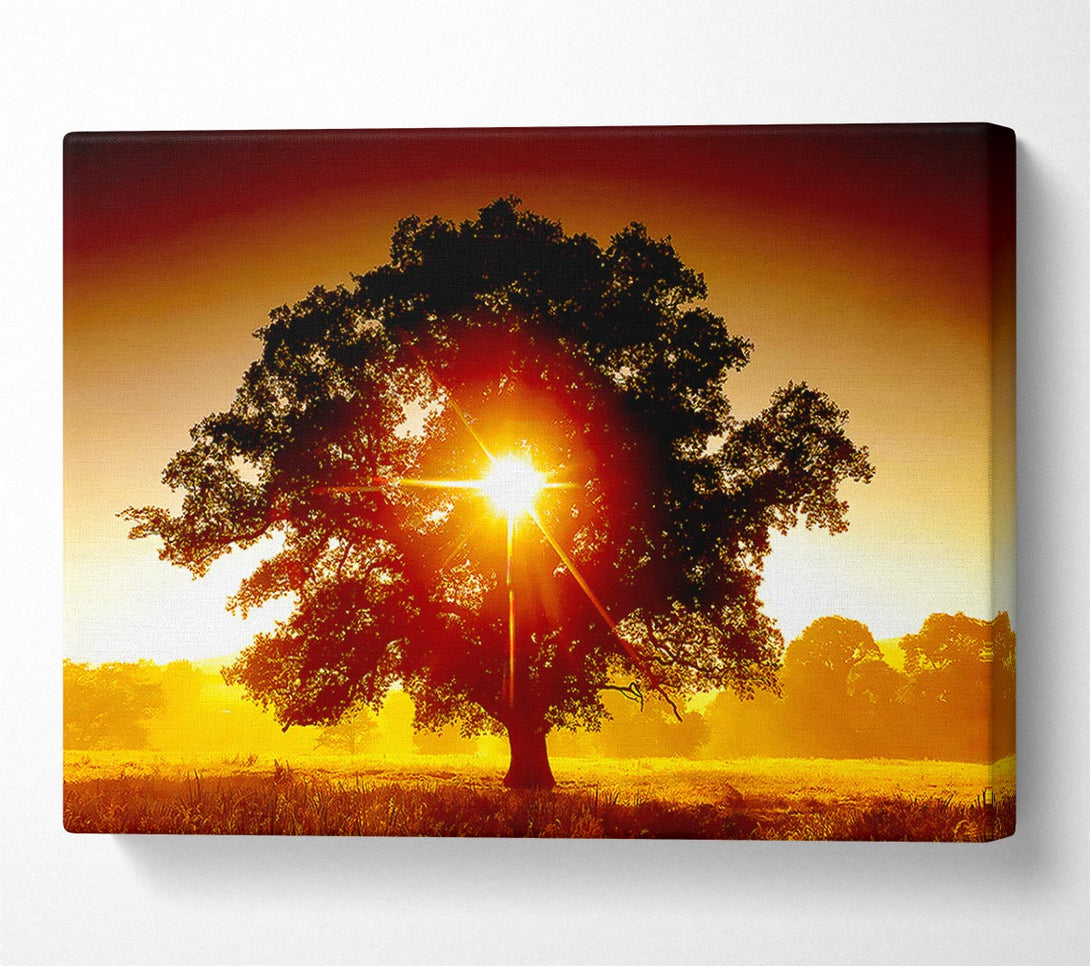  A Canvas Print of Sun Through The Tree Canvas Print