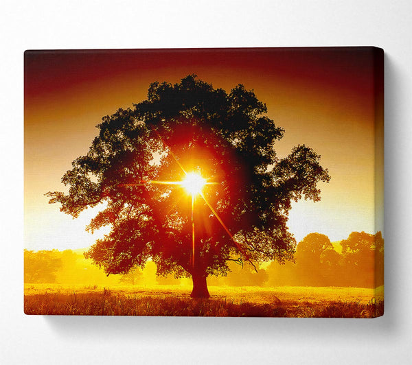  A Canvas Print of Sun Through The Tree Canvas Print