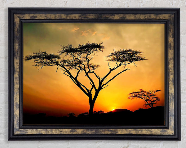 Arcania Tree Sunblaze Framed Print