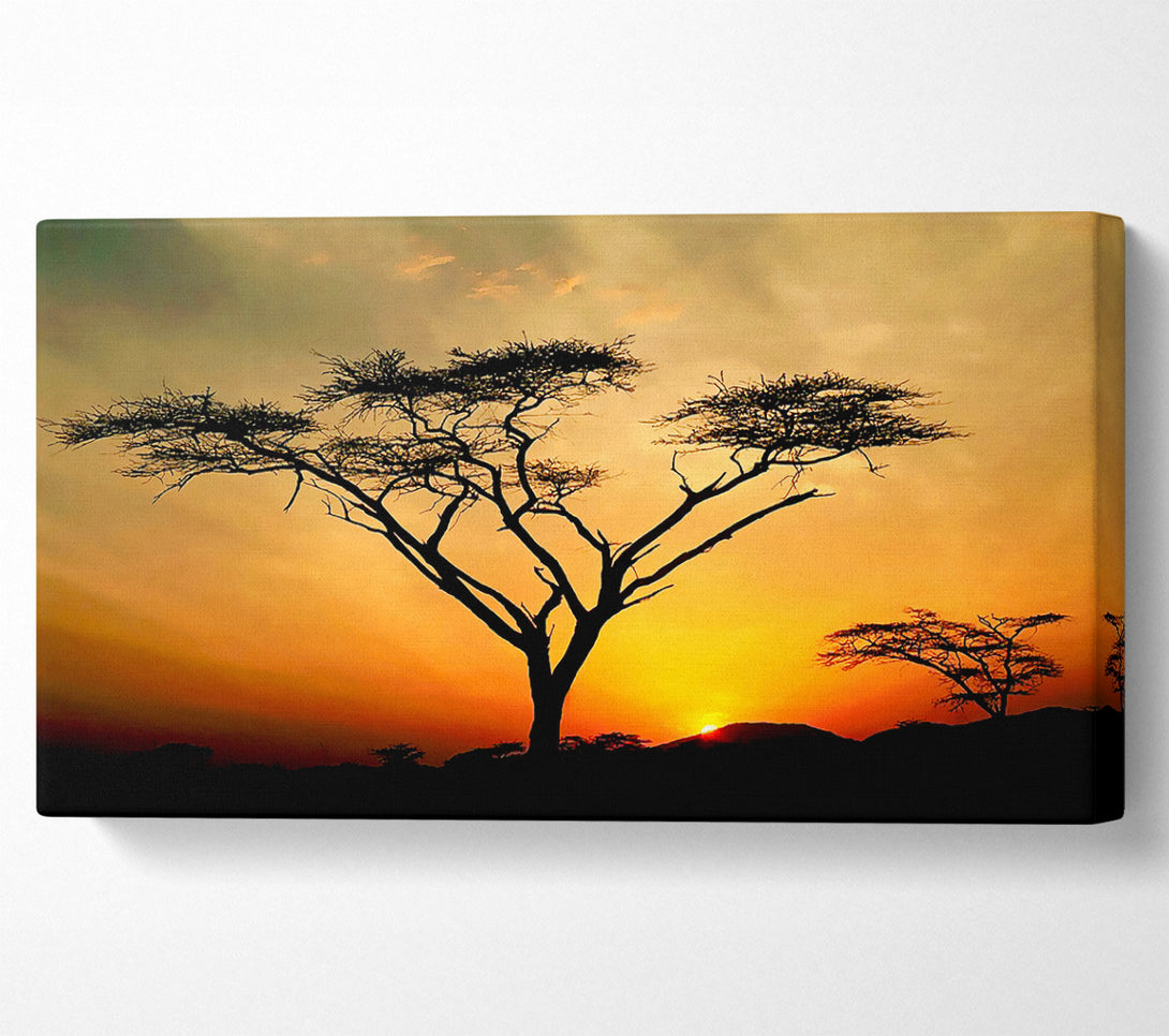  A Canvas Print of Arcania Tree Sunblaze Canvas Print