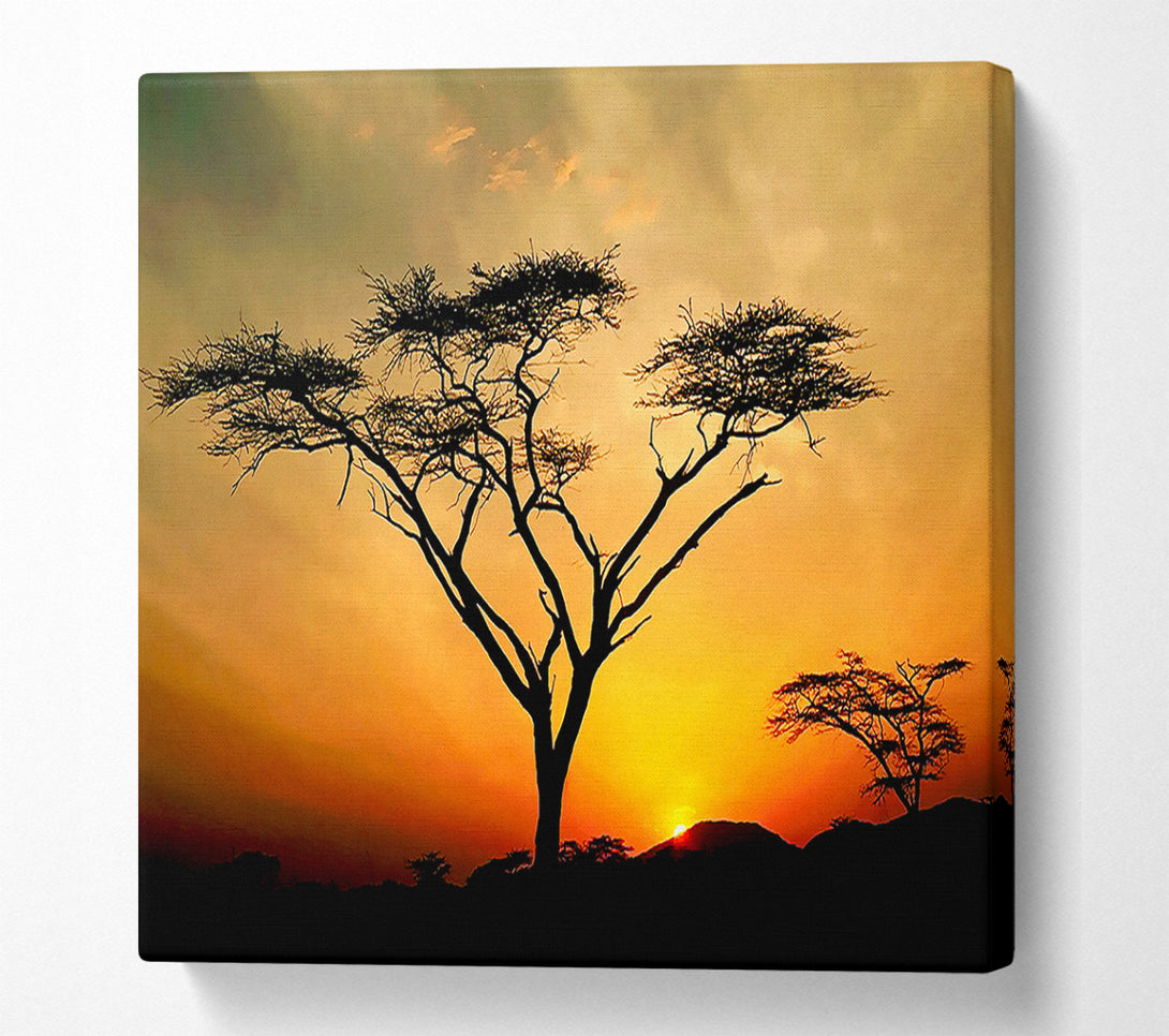  A Canvas Print of Arcania Tree Sunblaze Canvas Print