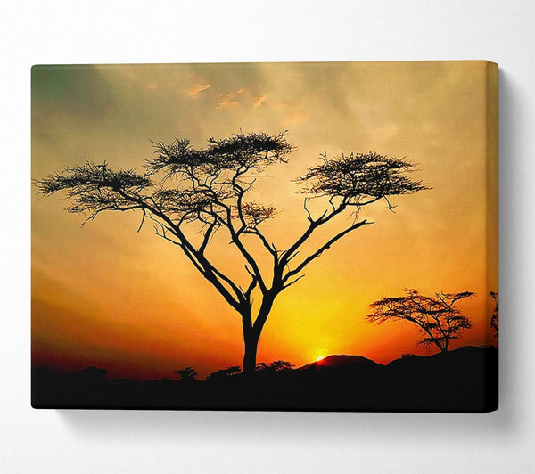 A Canvas Print of Arcania Tree Sunblaze Canvas Print
