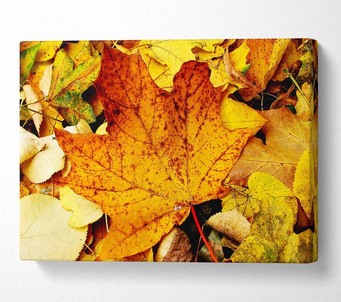 A Canvas Print of Autumn Leaves On The Ground Canvas Print