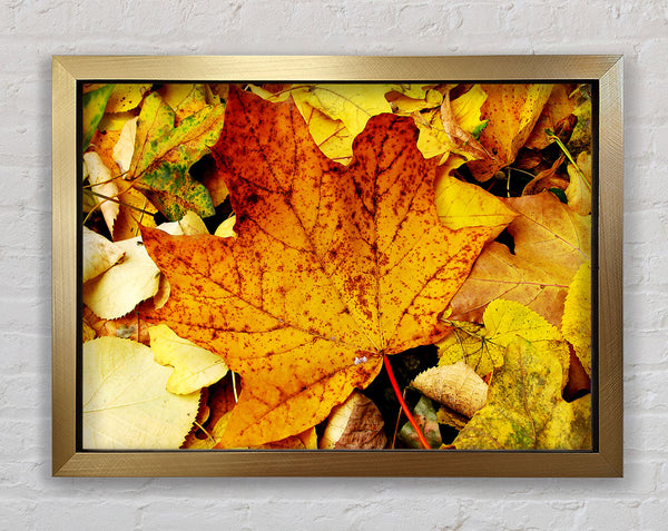 Autumn Leaves On The Ground Framed Print