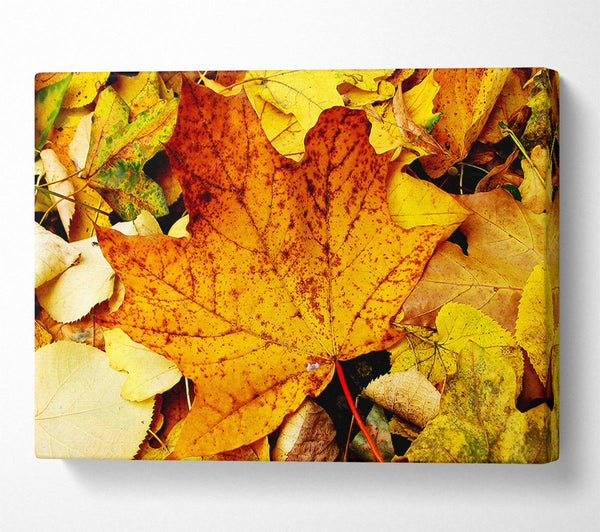  A Canvas Print of Autumn Leaves On The Ground Canvas Print