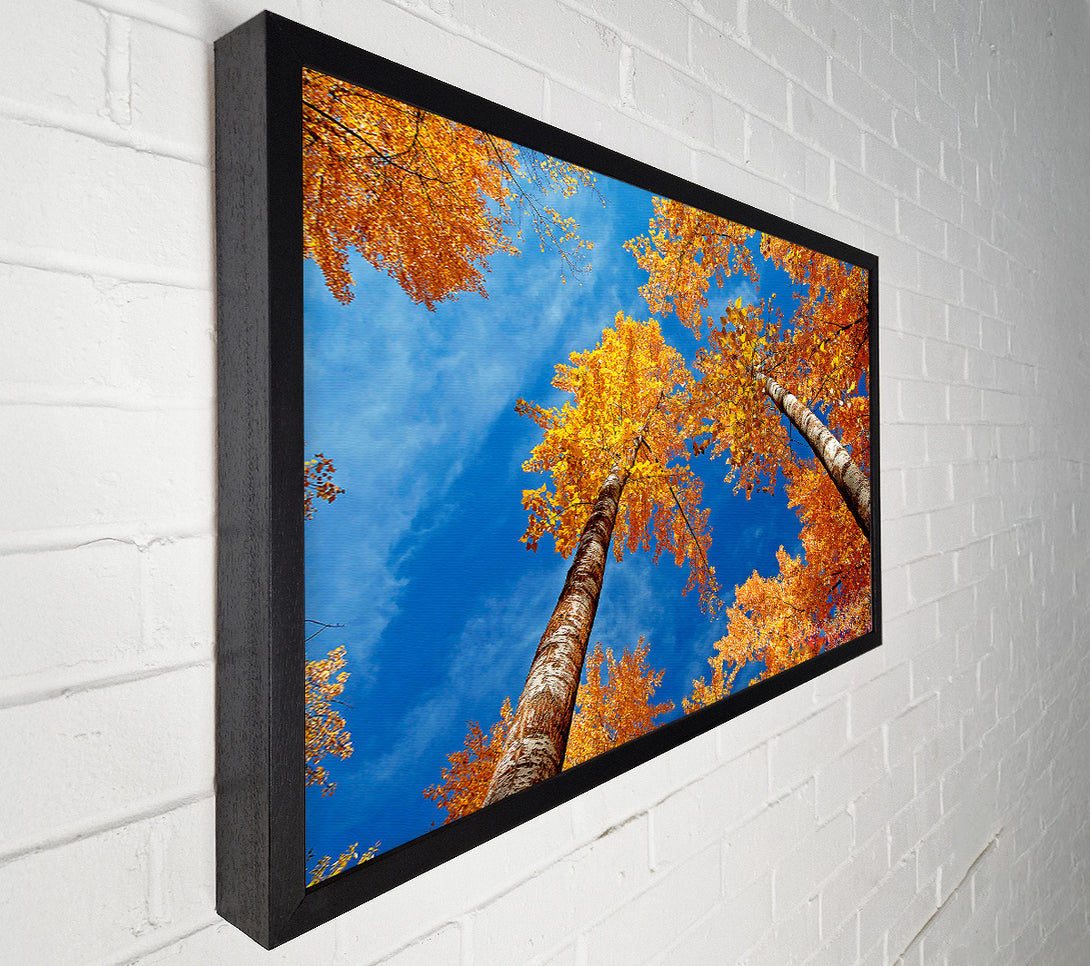 A Canvas Print of High Above The Tree Tops Canvas Art