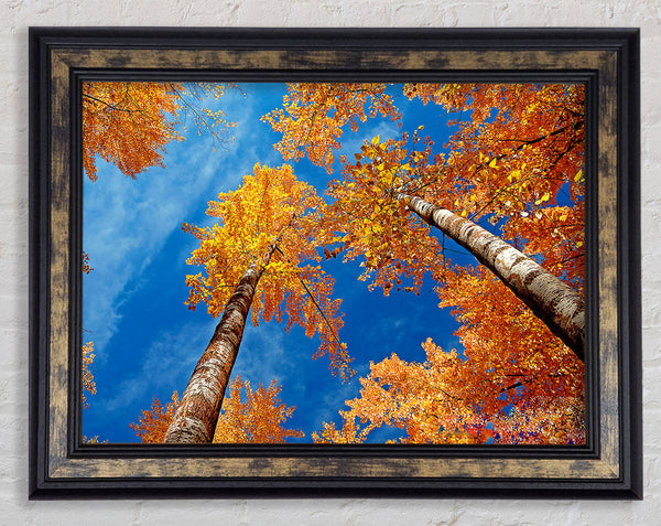 High Above The Tree Tops Framed Print