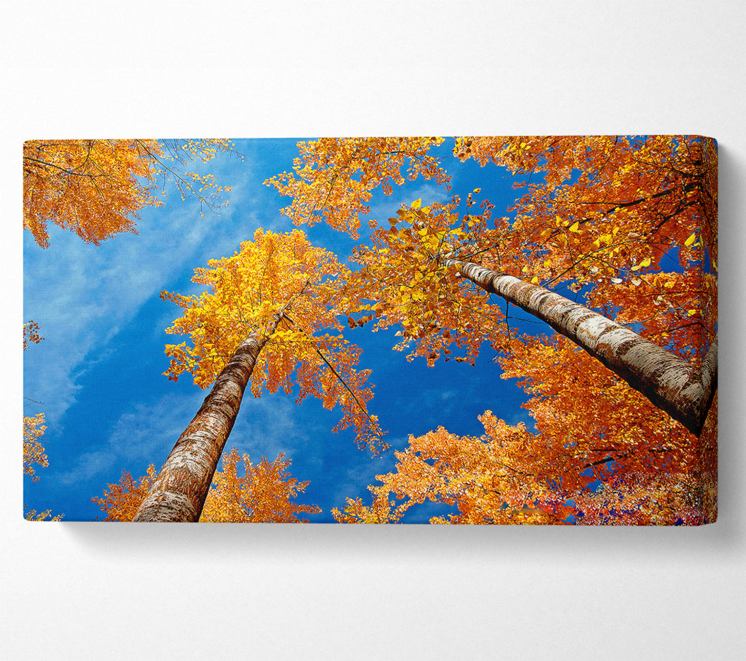  A Canvas Print of High Above The Tree Tops Canvas Art