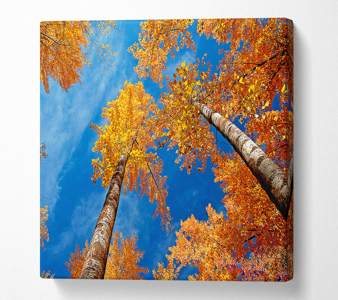  A Canvas Print of High Above The Tree Tops Canvas Art
