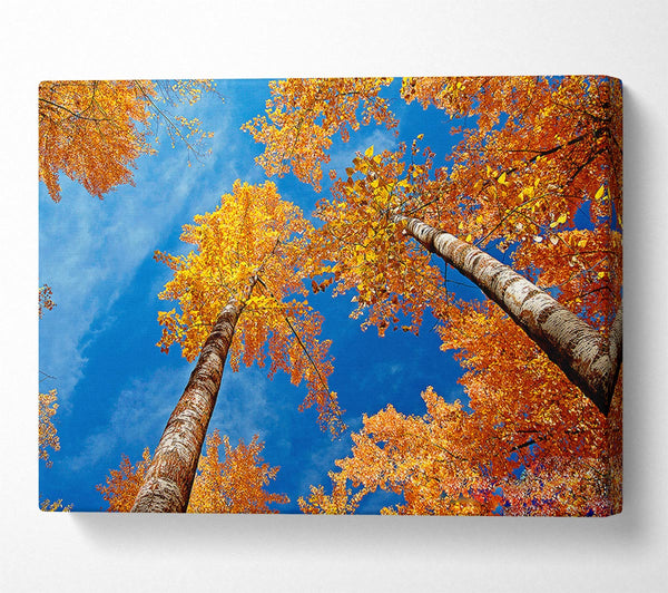  A Canvas Print of High Above The Tree Tops Canvas Art