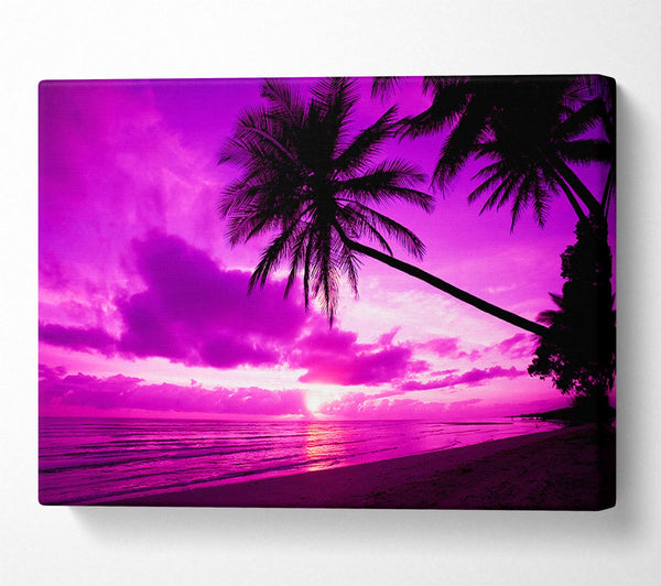 Pink Paradise
