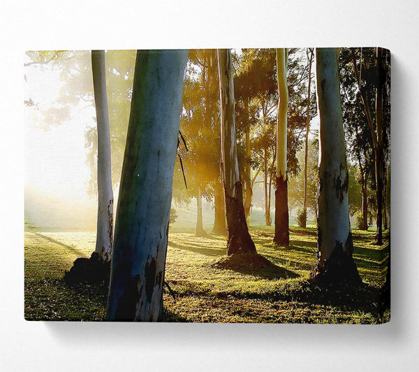  A Canvas Print of Morning Sunbeam Trees Canvas Art
