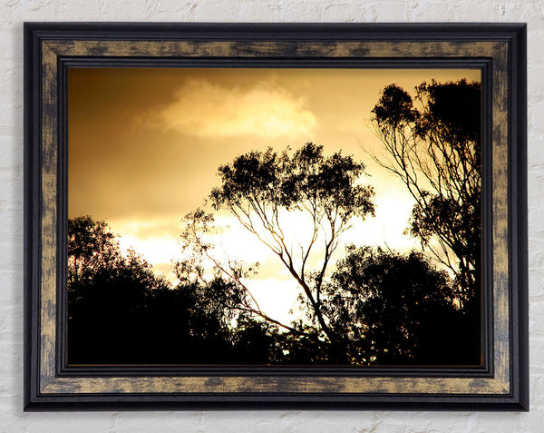 Golden Light Treetops Framed Print