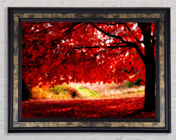 Red Autumn Tree Framed Print