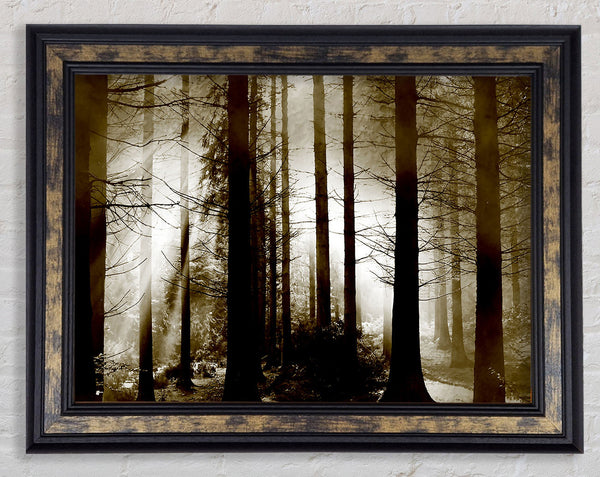 Secret Forrest Framed Print
