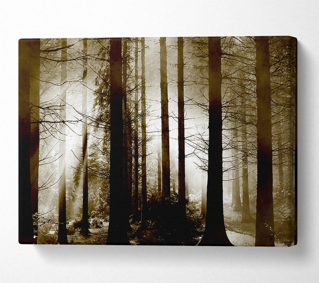  A Canvas Print of Secret Forrest Canvas Print