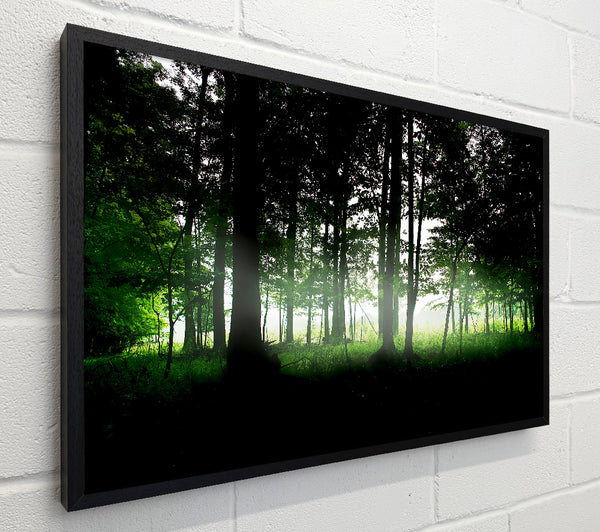 Woodland Mist
