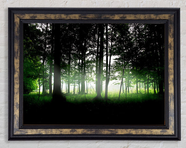 Woodland Mist Framed Print