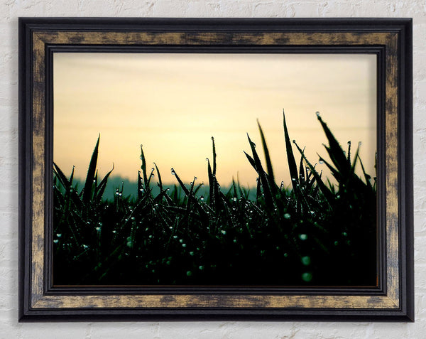 Green Dew Grass In The Morning Light Framed Print