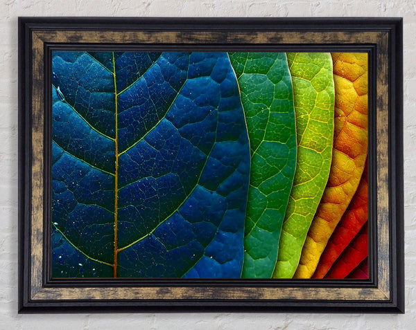 Colourful Leaves Framed Print