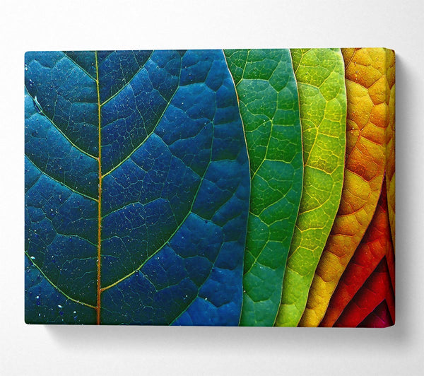  A Canvas Print of Colourful Leaves Canvas Wall Art