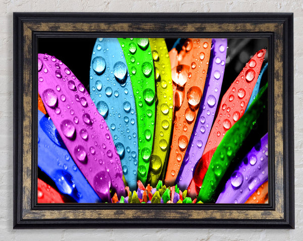 Colourful Flower Framed Print