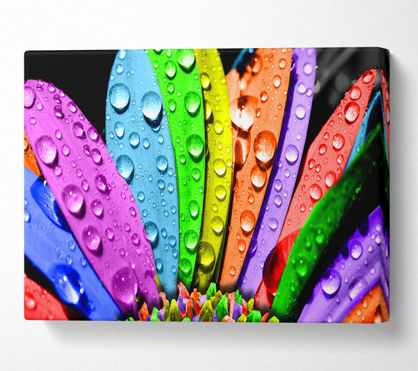  A Canvas Print of Colourful Flower Canvas Print