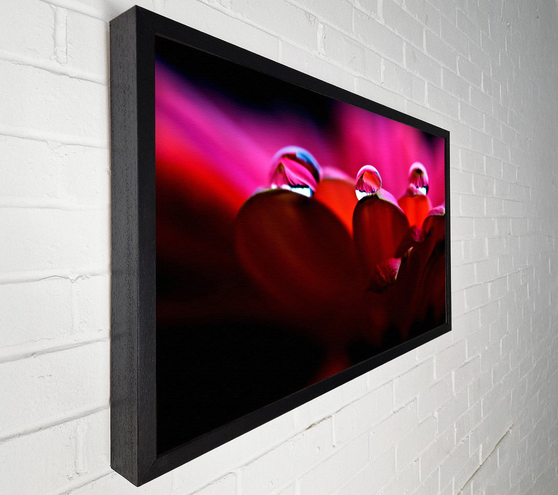  A Canvas Print of Dew On Petals Macro Canvas Wall Art