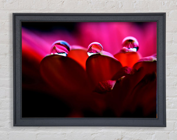 Dew On Petals Macro Framed Print
