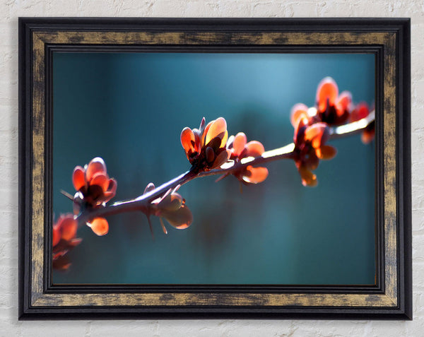 Spikey Flower Branch Framed Print