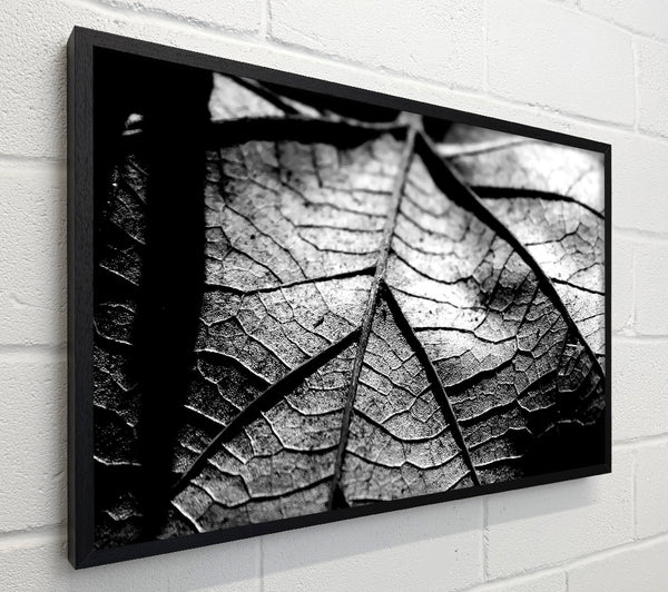 Dry Leaf Black And White