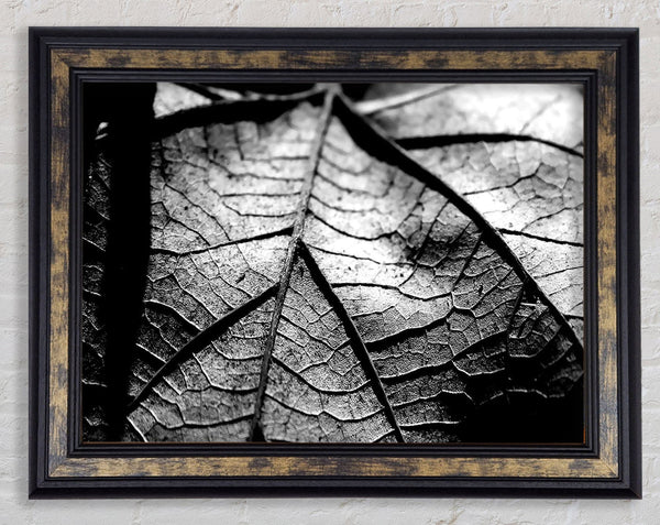 Dry Leaf Black And White Framed Print