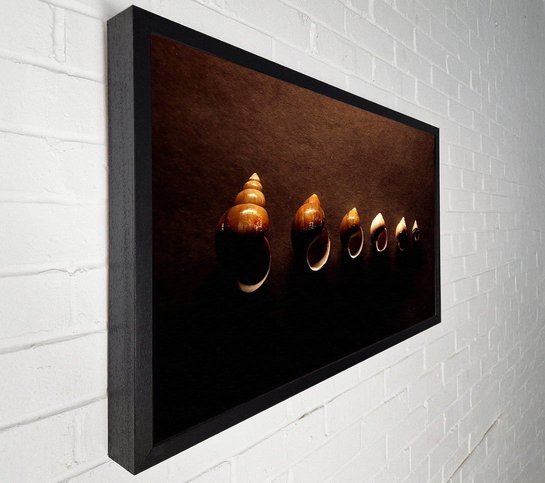  A Canvas Print of Snail Shells Canvas Wall Art