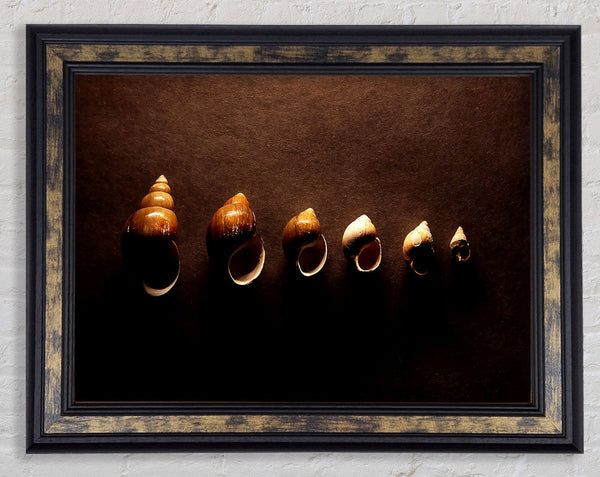 Snail Shells Framed Print