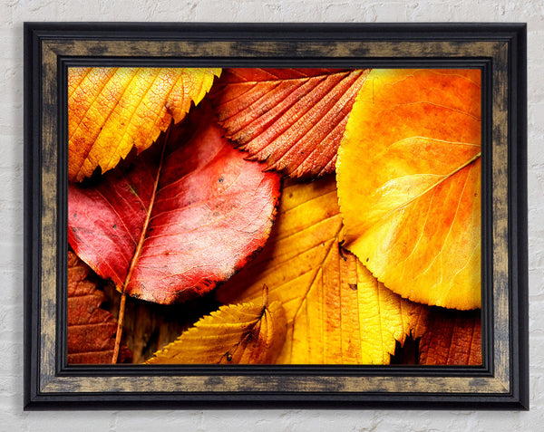 Beautiful Autumn Leaves Framed Print