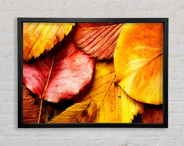 Beautiful Autumn Leaves Framed Print