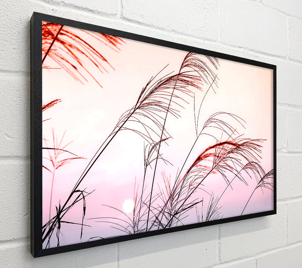 Grass Sunset