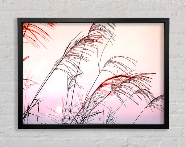 Gras Sonnenuntergang