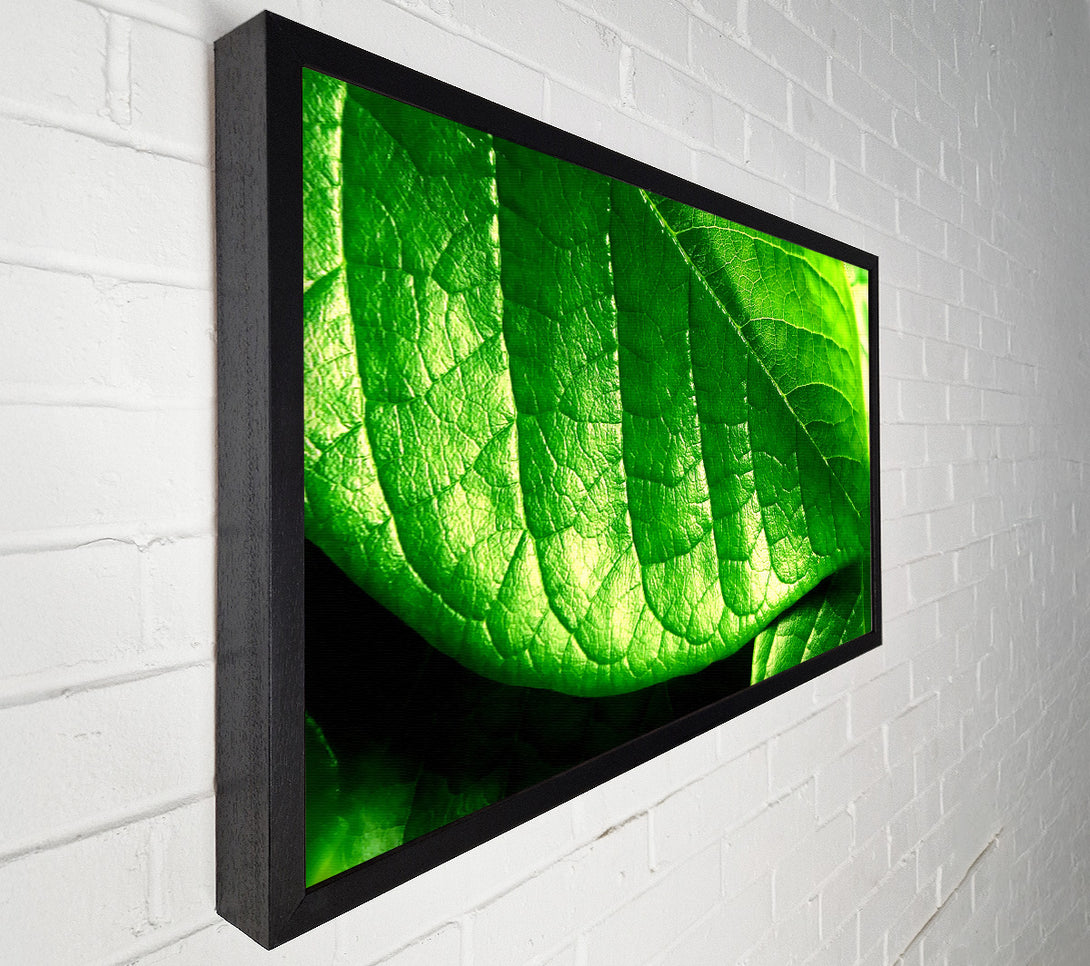  A Canvas Print of Veins Of A Leaf Canvas Print