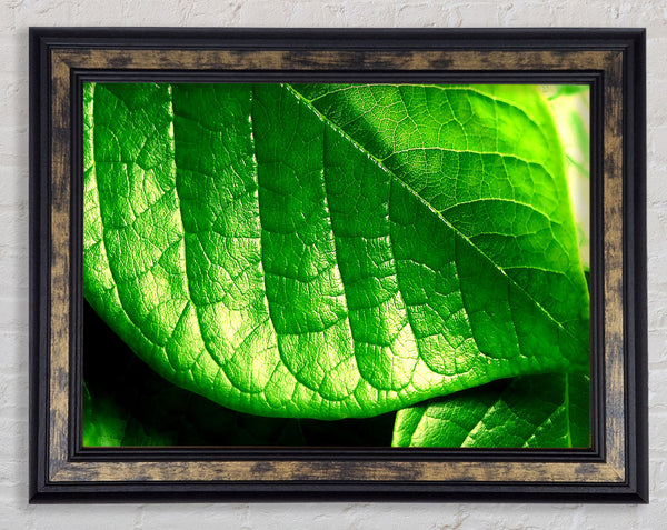 Veins Of A Leaf Framed Print