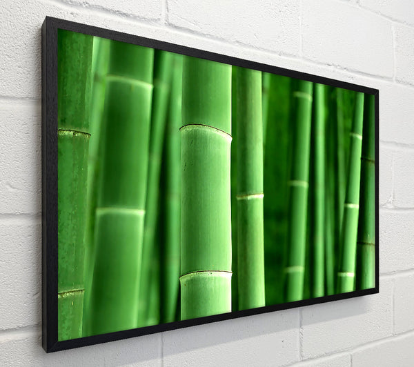 Green Bamboo