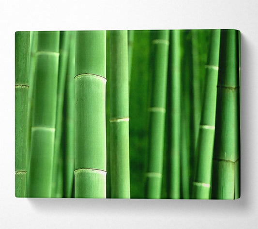 Green Bamboo Canvas Wall Art