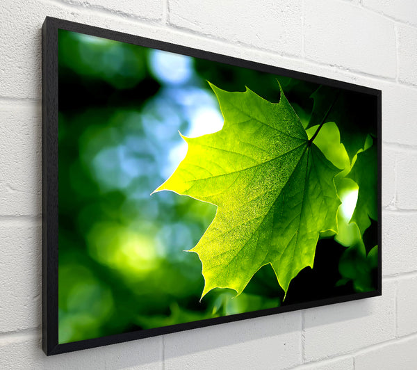 Green Leaf