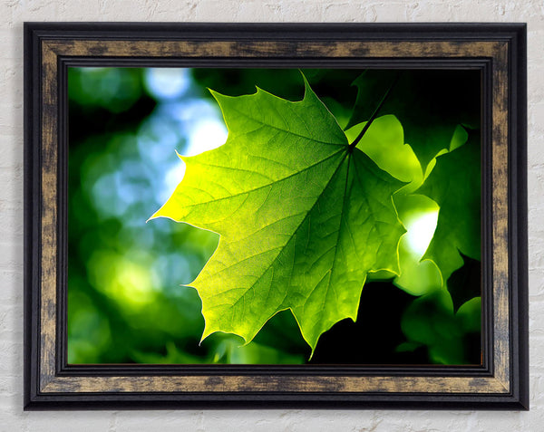 Green Leaf Framed Print