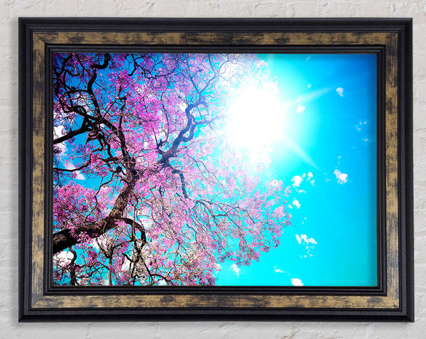 Blooming Spring Framed Print