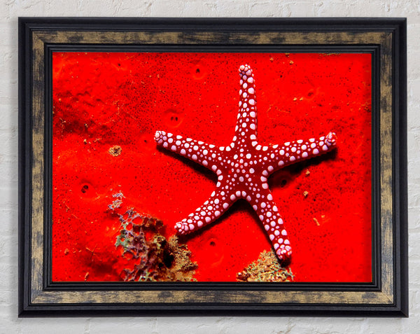 Red Starfish