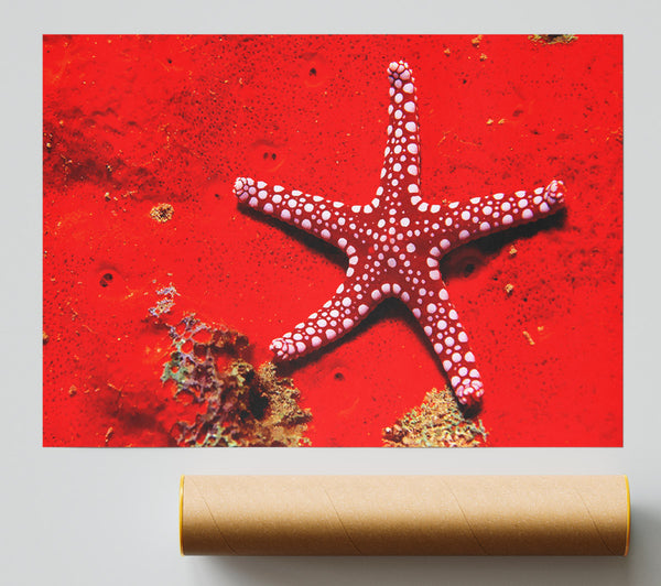 Red Starfish Giclee Print