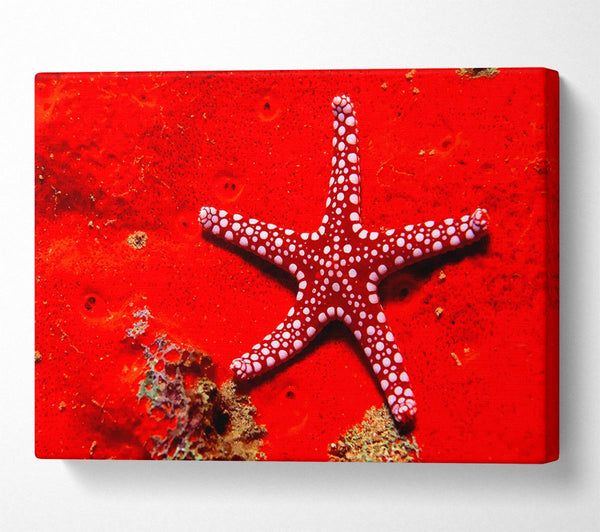 Red Starfish Canvas Print